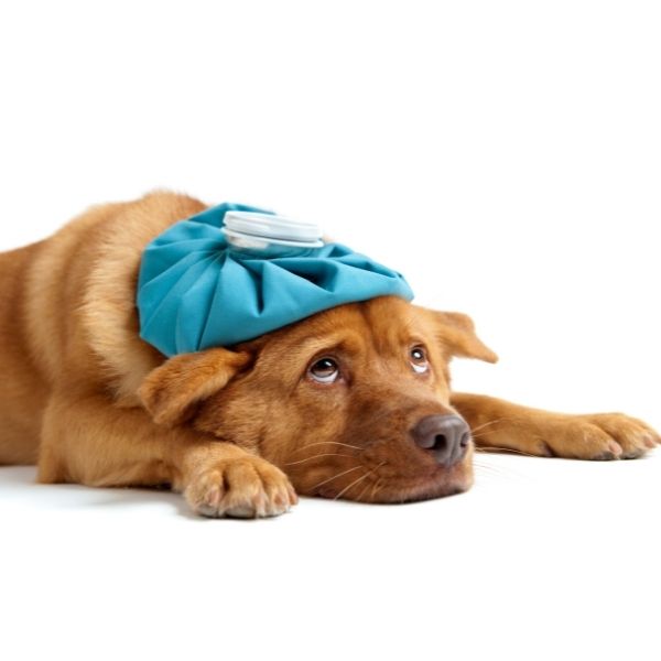 כלב הזקוק למזון רפואי וטרינרי לכלבים