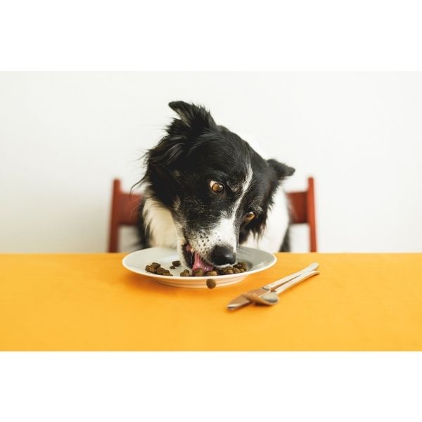כלב אוכל מזון לכלבים