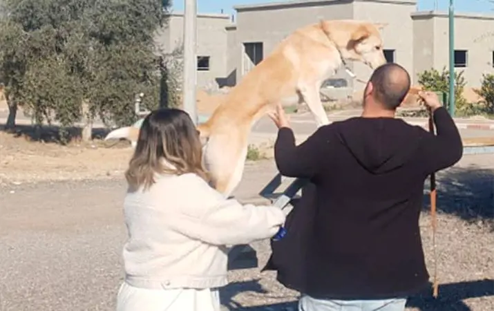 אילוף נכון של הכלב