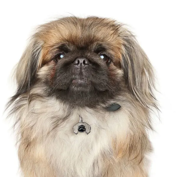 תג שם עם חריטה פקינז PEKINGESE-MF61 - Image 2