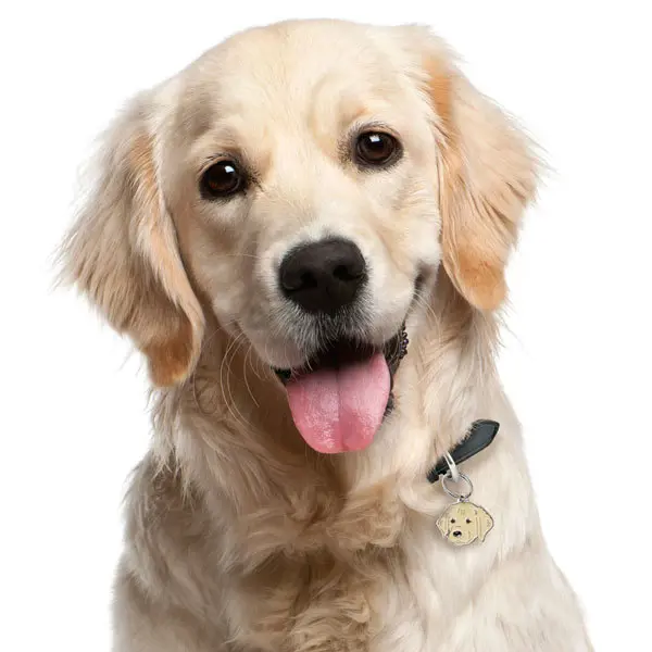 תג שם עם חריטה גולדן GOLDEN RETRIVER-MF30 - Image 2